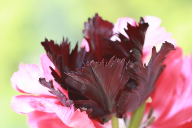 100th Anniversary House (231 of 370)