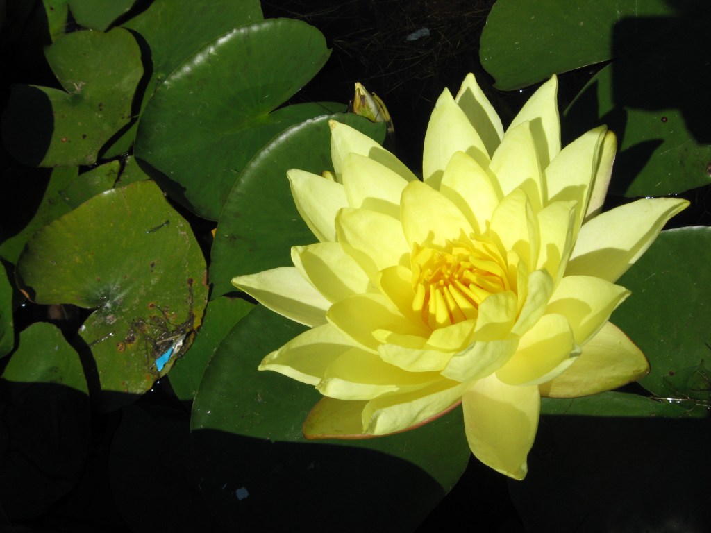 Haiku, Japanese Garden